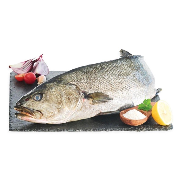 Corvina 1.35kg Corvina 1.35kg